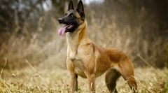 Belgijski ovčar malinaua